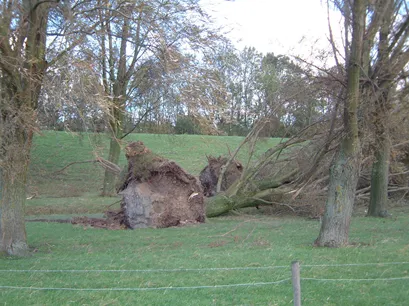 Ontgrondingskuil door omgevallen boom